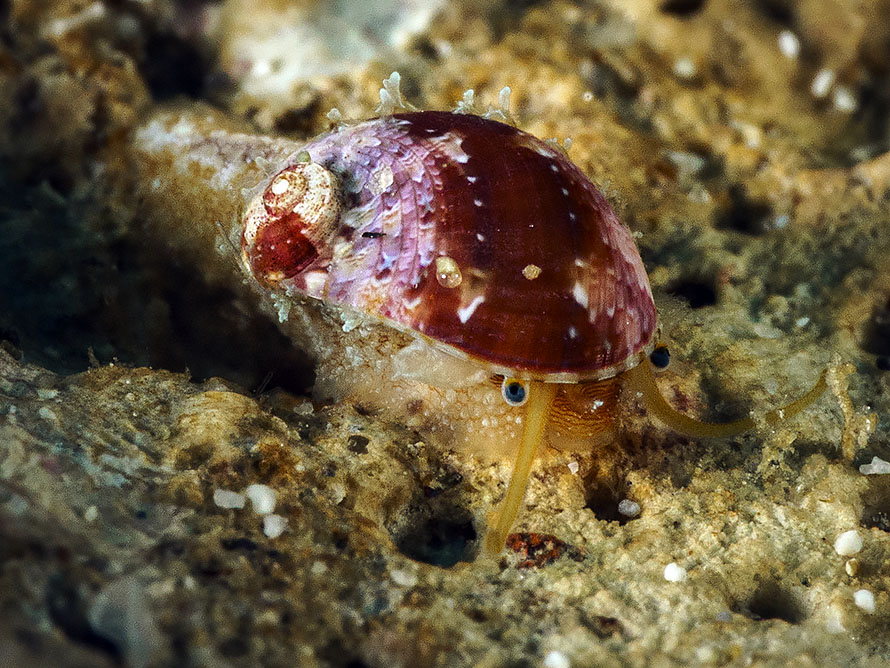 Stomatellinae 01
